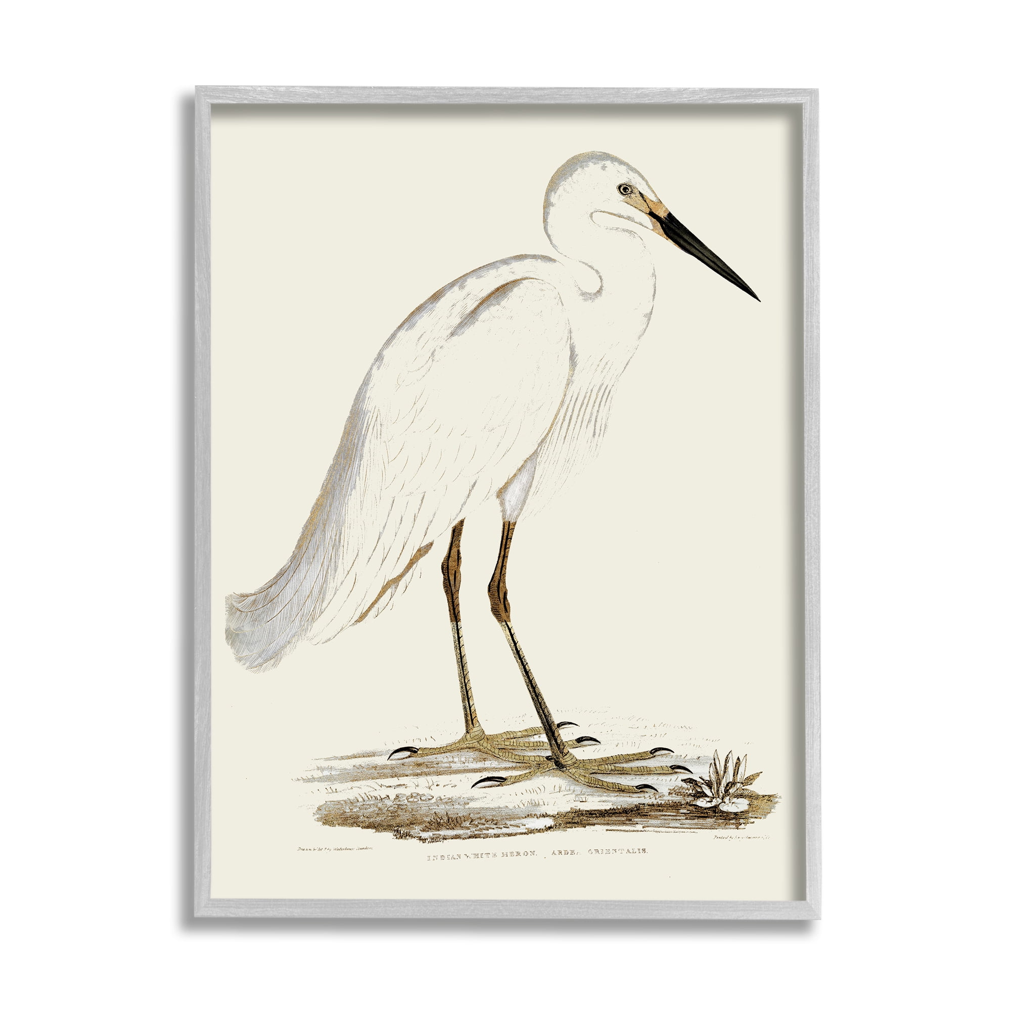 Stupell Industries Vintage Egret Latin Study Marsh Bird Illustration, 24 x 30, Designed by Daphne Polselli
