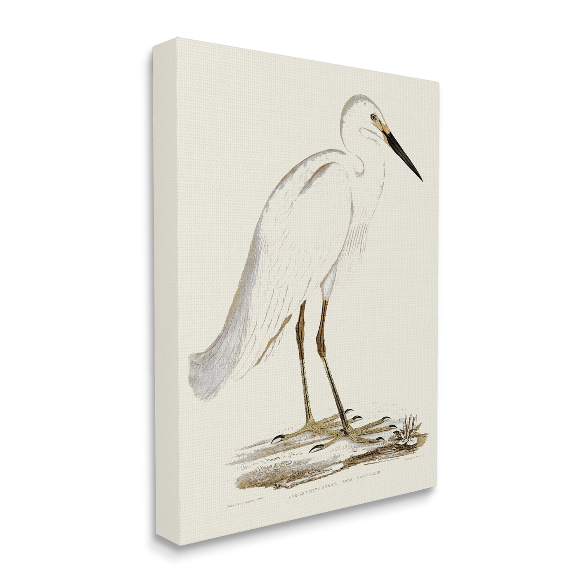 Stupell Industries Vintage Egret Latin Study Marsh Bird Illustration, 36 x 48, Designed by Daphne Polselli