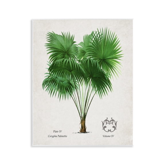Stupell Industries Vintage Fan Palm Plant Wall Plaque Art design by Val Rhodes, 14 x 11