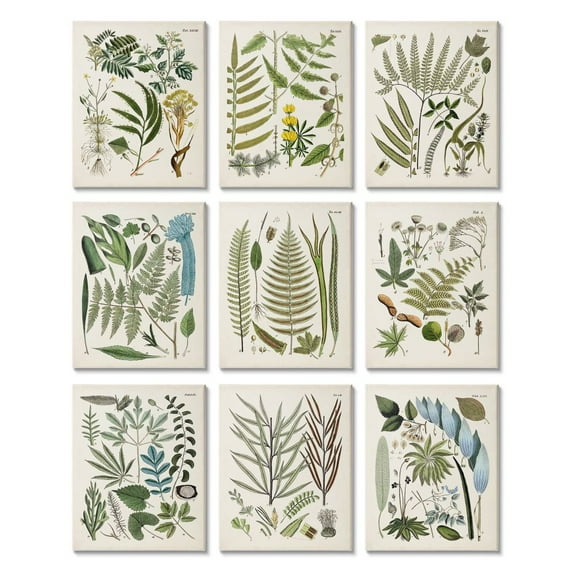 Stupell Industries Vintage Fern Illustrations Forest Greenery Plants Chart Canvas Wall Art Design by Unknown Artist, 9 Piece, 11" x 14"