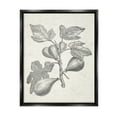 thumbnail image 1 of Stupell Industries Vintage Fig Plant Study Drawing Botanical & Floral Painting Black Floater Framed Art Print Wall Art, 1 of 6