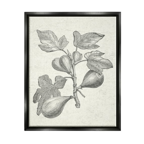 Stupell Industries Vintage Fig Plant Study Drawing Botanical & Floral Painting Black Floater Framed Art Print Wall Art