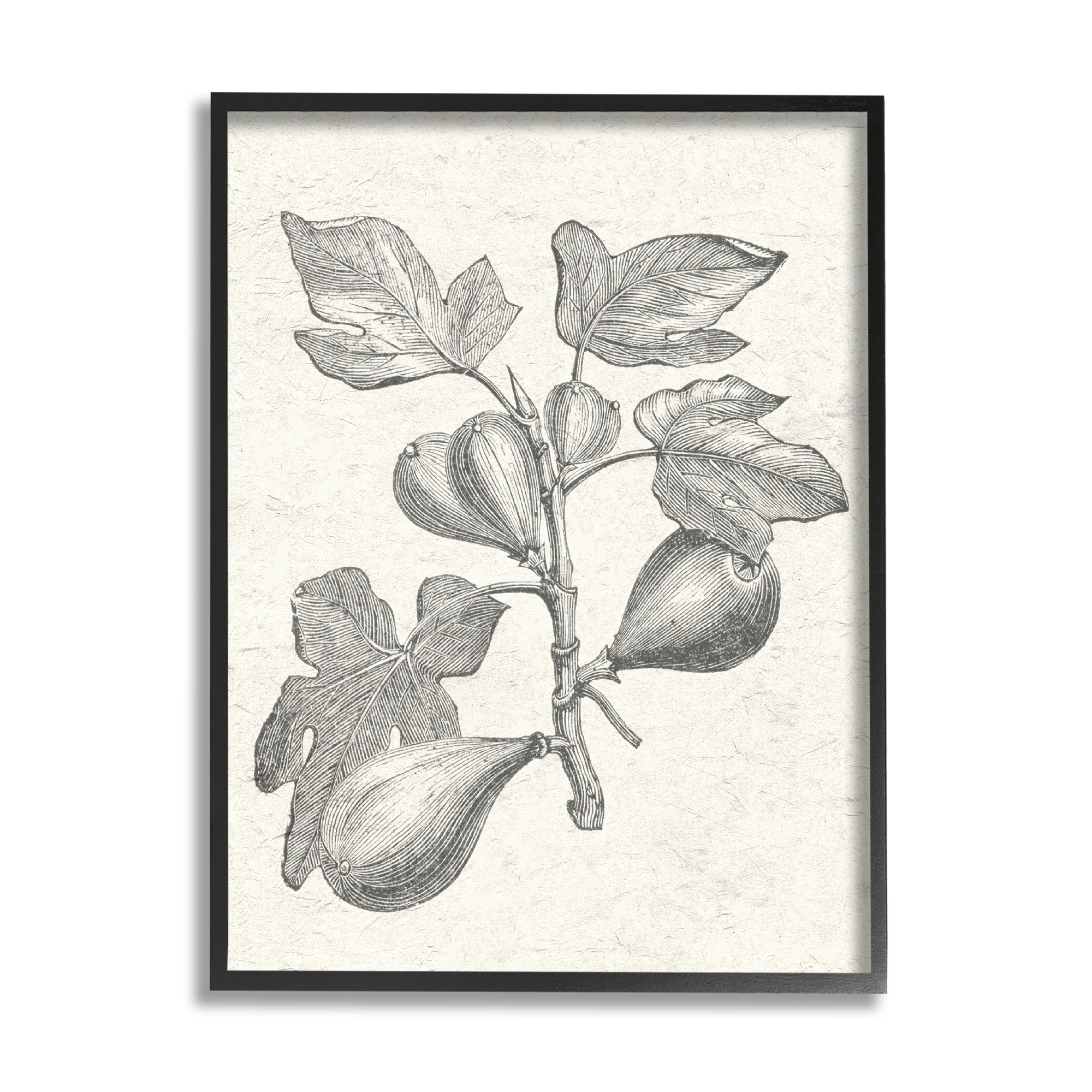 Stupell Industries Vintage Fig Plant Study Drawing Botanical & Floral Painting Black Framed Art Print Wall Art