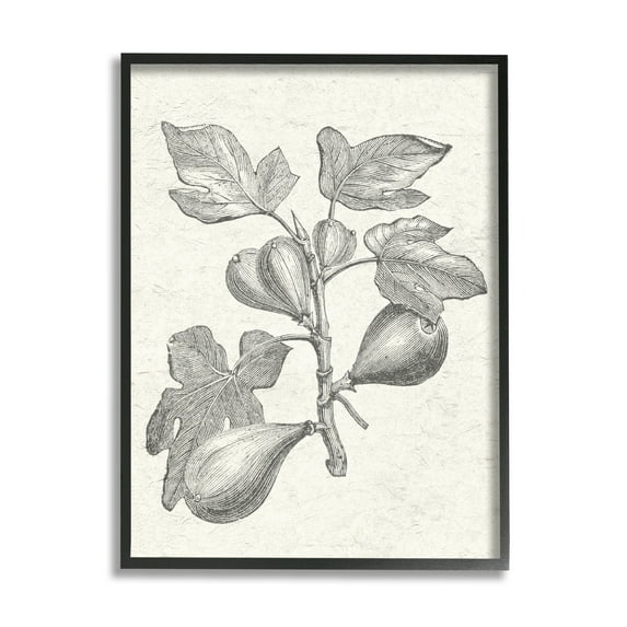 Stupell Industries Vintage Fig Plant Study Drawing Botanical & Floral Painting Black Framed Art Print Wall Art