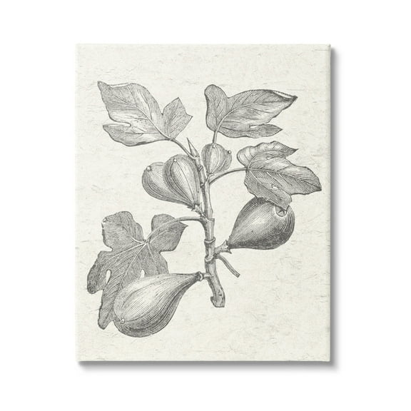 Stupell Industries Vintage Fig Plant Study Drawing Botanical & Floral Painting Gallery Wrapped Canvas Print Wall Art