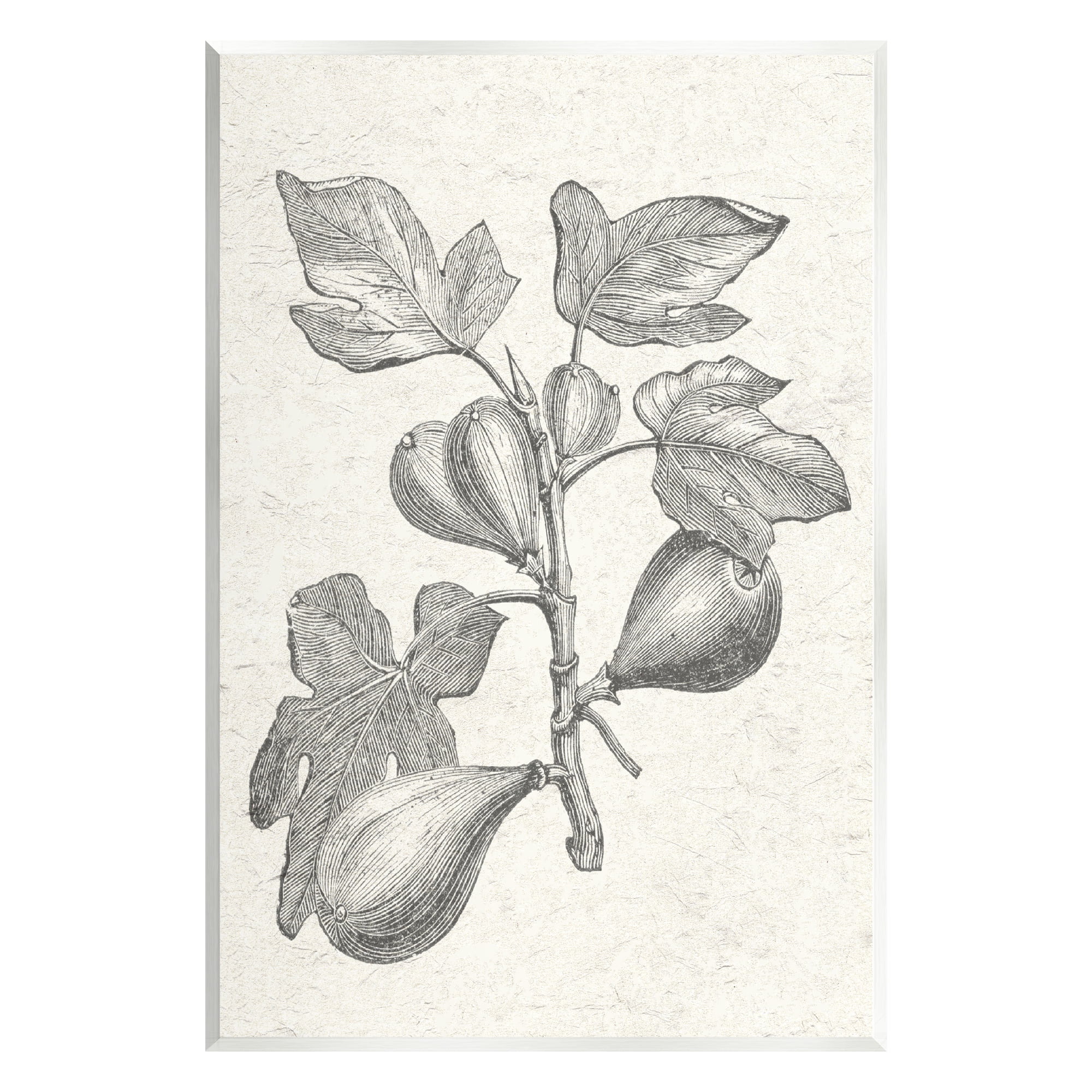 Stupell Industries Vintage Fig Plant Study Drawing Botanical & Floral Painting Unframed Art Print Wall Art