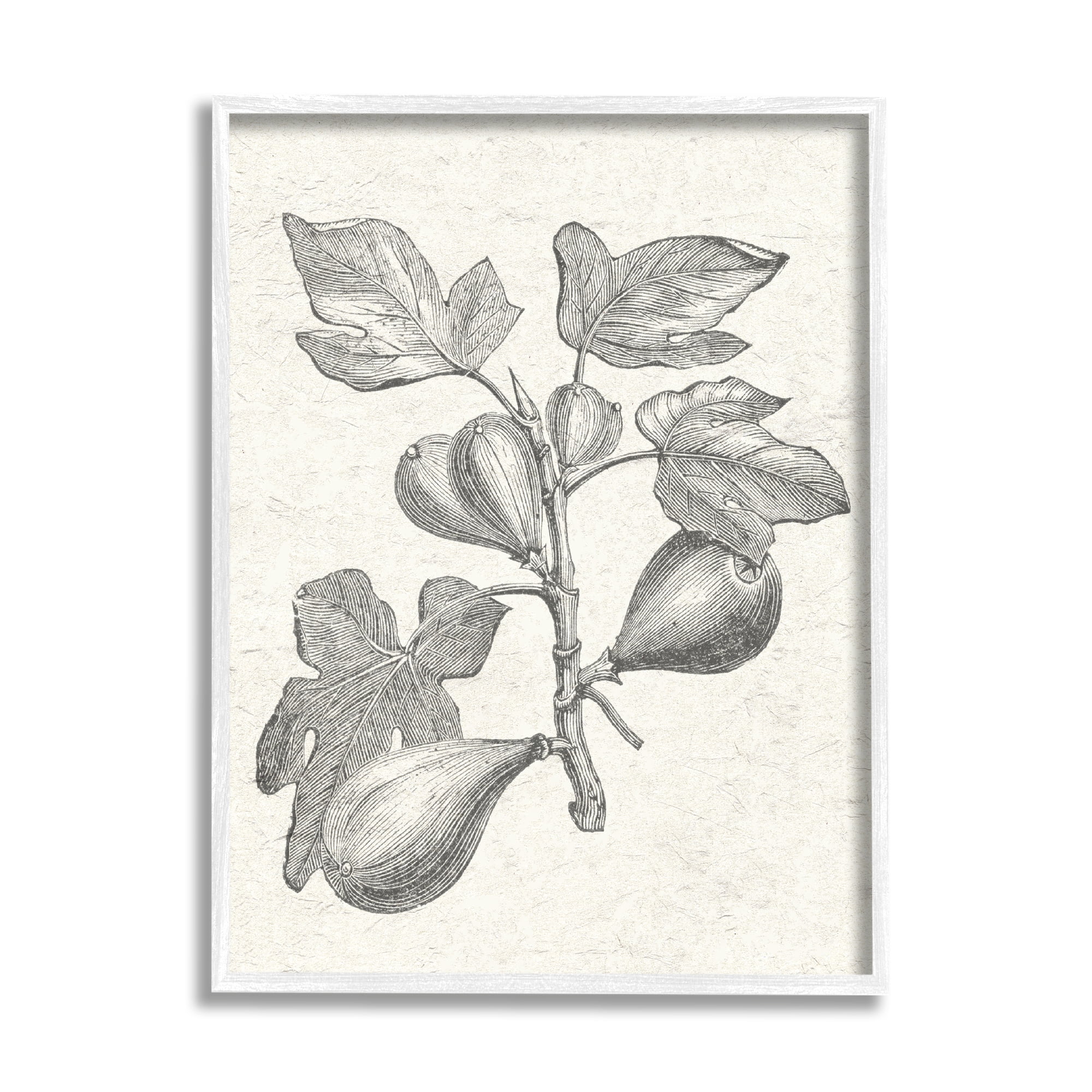 Vintage Botanical Fig Plant Study Drawing on Canvas with White Wood Frame