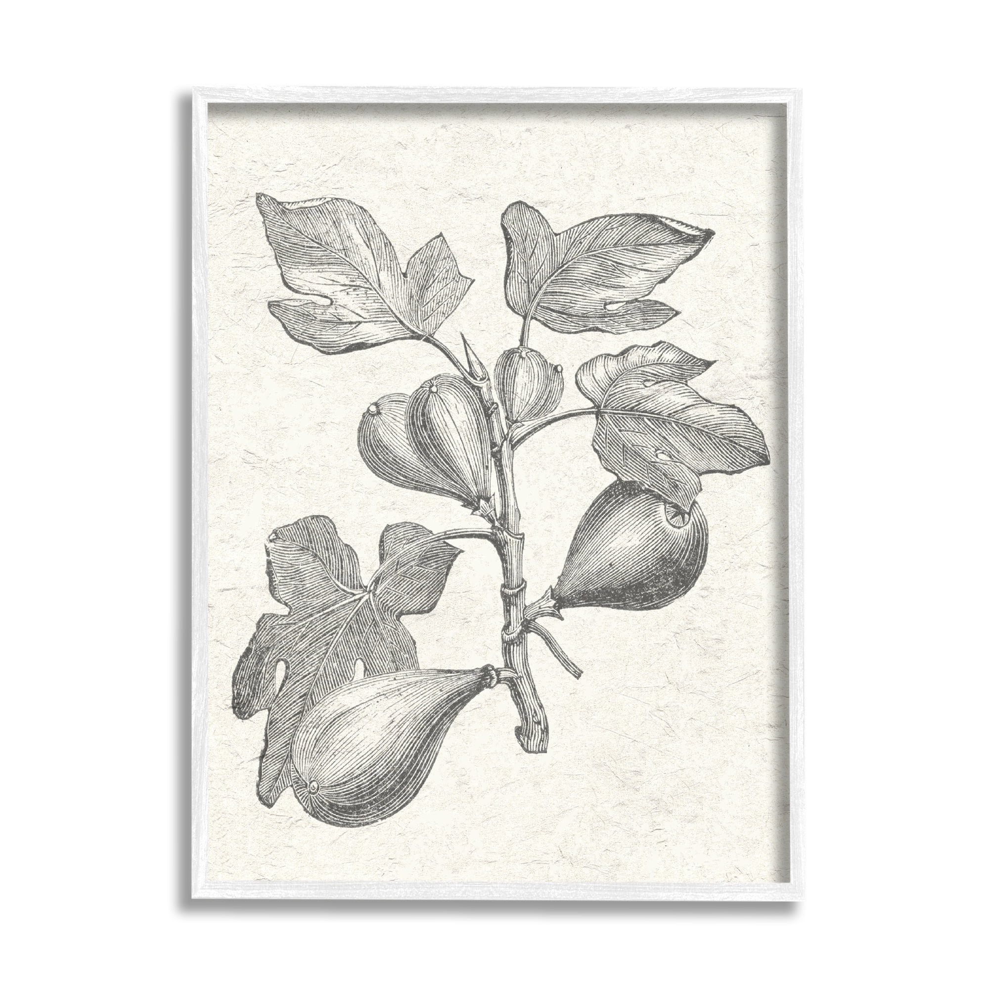 Stupell Industries Vintage Fig Plant Study Drawing Botanical & Floral Painting White Framed Art Print Wall Art