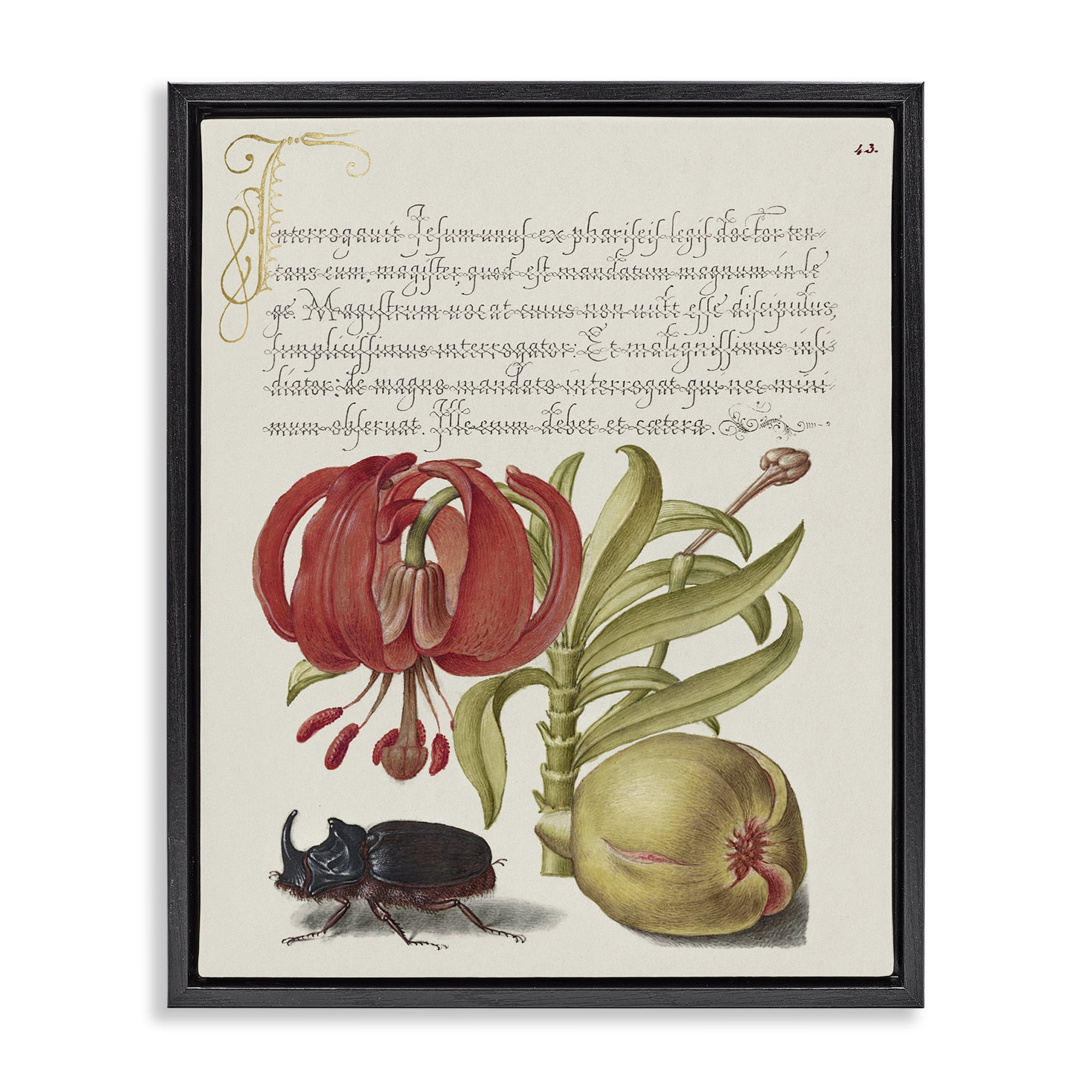 Stupell Industries Vintage Flora & Fauna Text & Numbers Painting Black Floater Framed Canvas Art Print Wall Art, 25 x 31