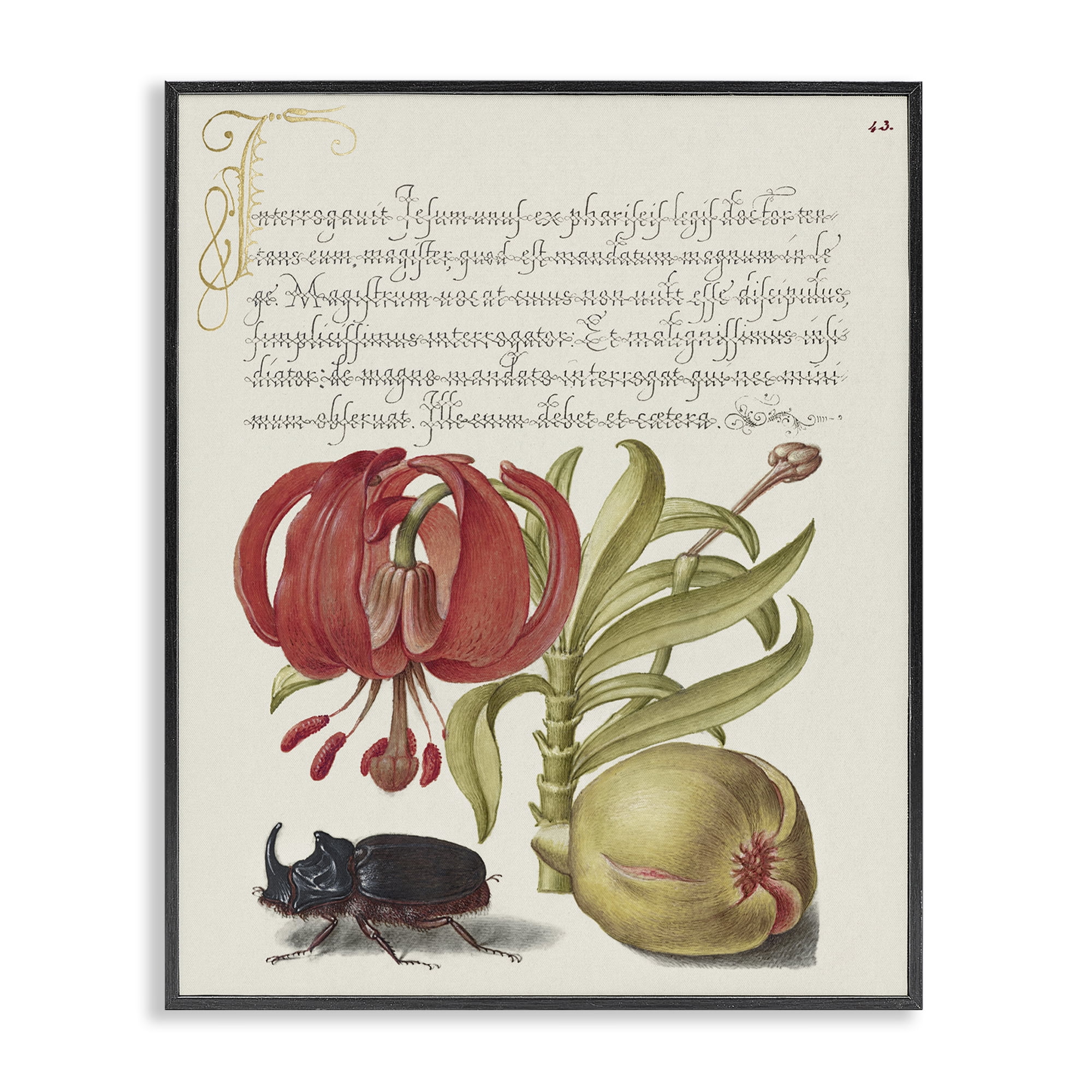 Stupell Industries Vintage Flora & Fauna Text & Numbers Painting Black Framed Art Print Wall Art, 16 x 20