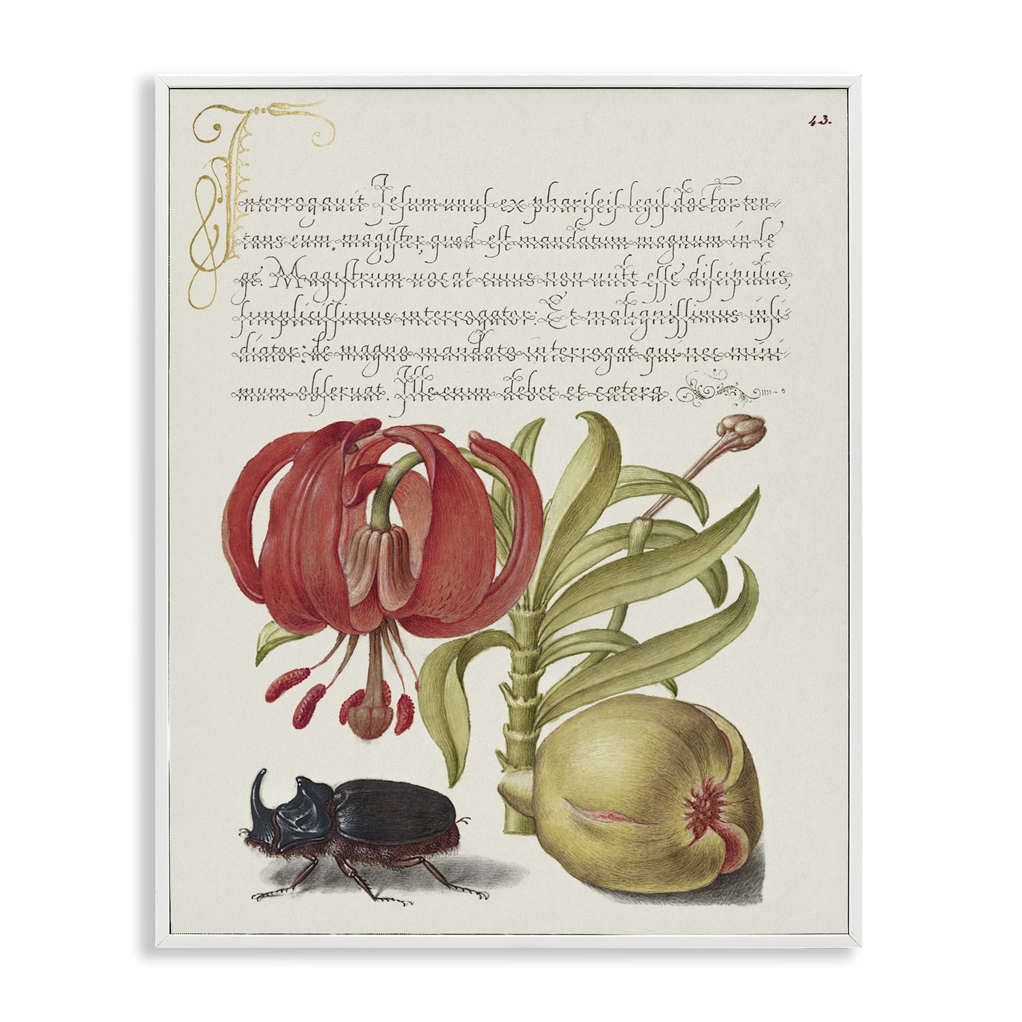 Stupell Industries Vintage Flora & Fauna Text & Numbers Painting White Framed Art Print Wall Art, 16 x 20