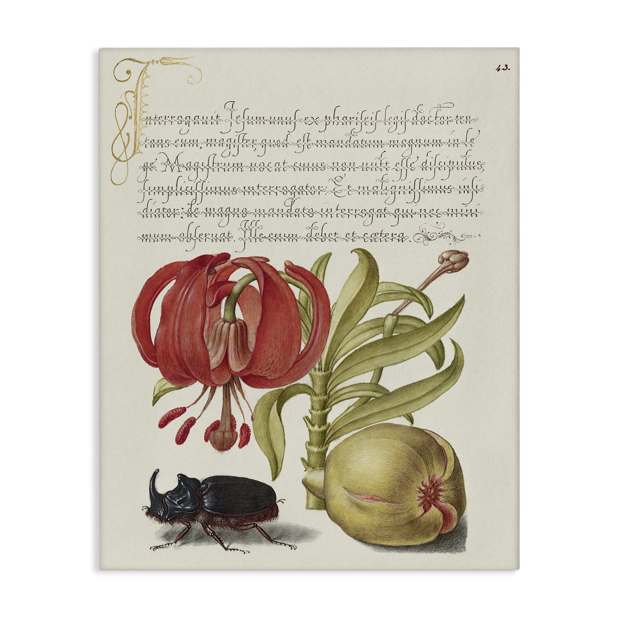 Stupell Industries Vintage Flora & Fauna Text & Numbers Painting Wrapped Canvas Art Print Wall Art, 16 x 20