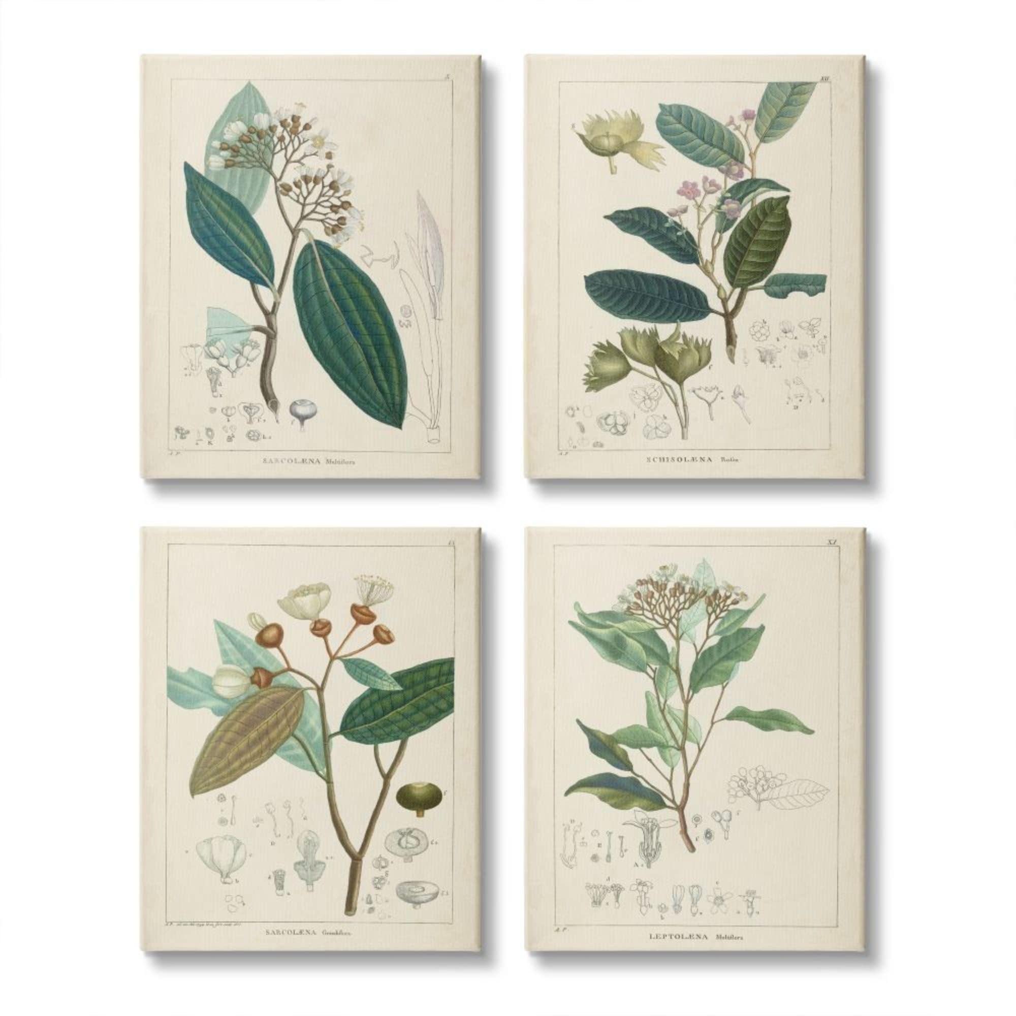 Stupell Industries Vintage Floral Anatomy Illustration Latin Study Design by Unknown Artist, 4 Piece, 16" x 20"