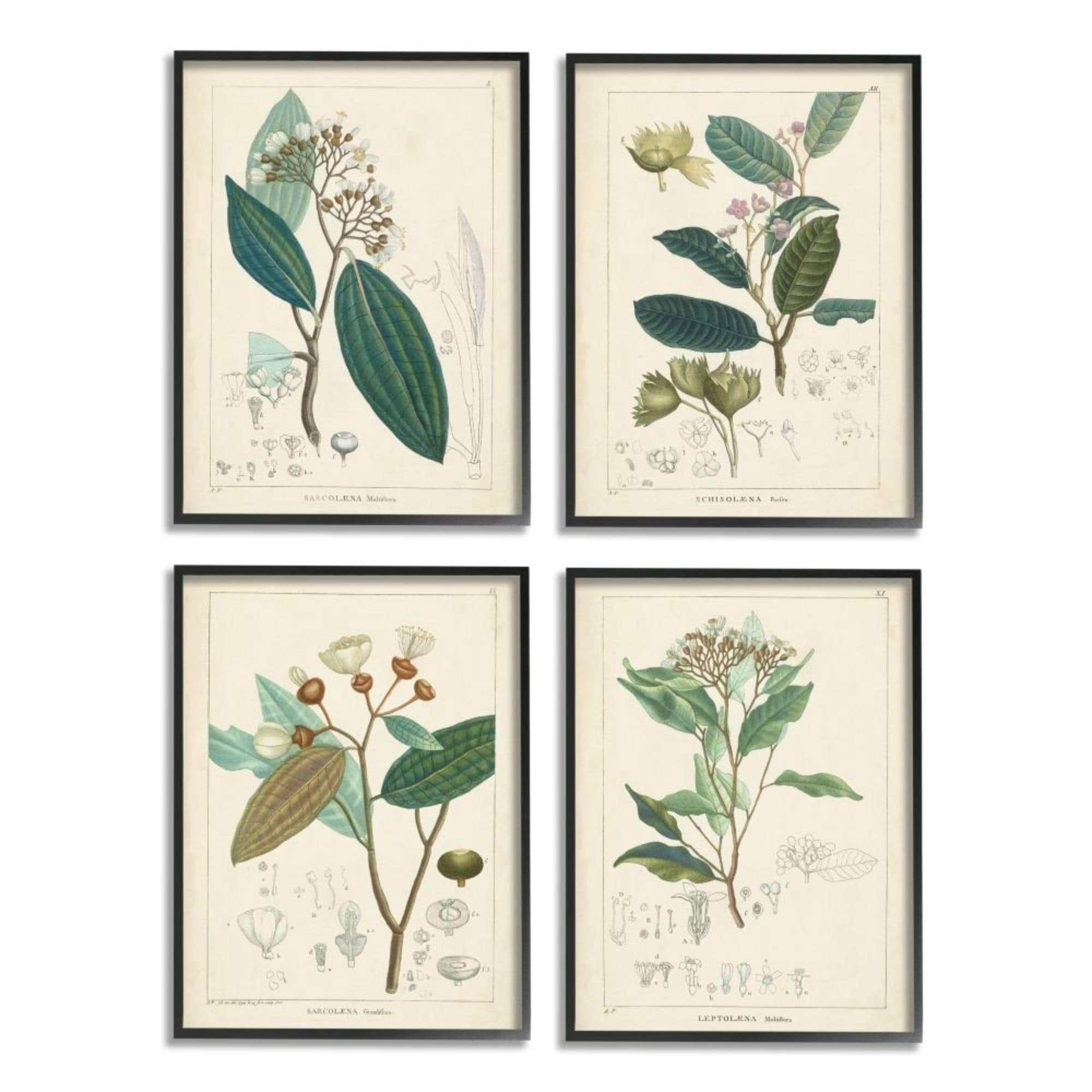 Stupell Industries Vintage Floral Anatomy Illustration Latin Study Design by Unknown Artist