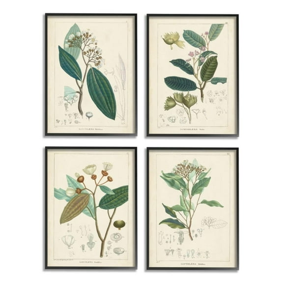 Stupell Industries Vintage Floral Anatomy Illustration Latin Study Design by Unknown Artist