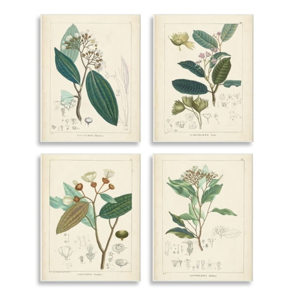 Stupell Industries Vintage Floral Anatomy Illustration Latin Study Design by Unknown Artist