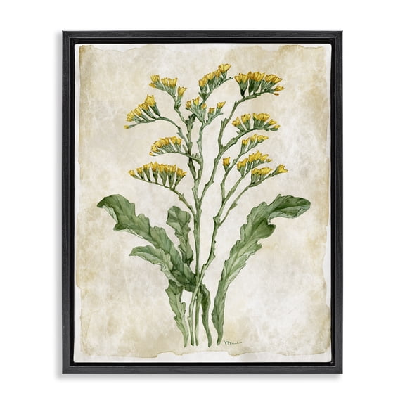 Stupell Industries Vintage Floral Journal Black Framed Floater Canvas Wall Art design by Paul Brent, 31 x 25