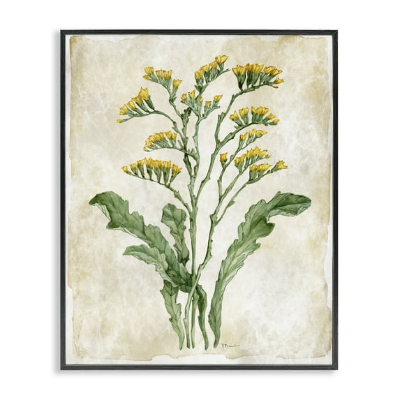 Stupell Industries Vintage Floral Journal Black Framed Giclee Art design by Paul Brent, 30 x 24