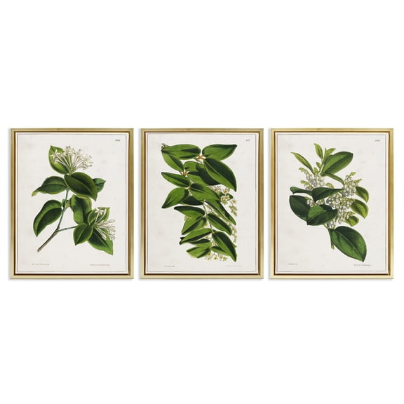 Stupell Industries Vintage Forest Flower Studies Plants & Flowers Painting Gold Floater Framed Canvas Art Print Wall Art, 17 x 21, Set of 3