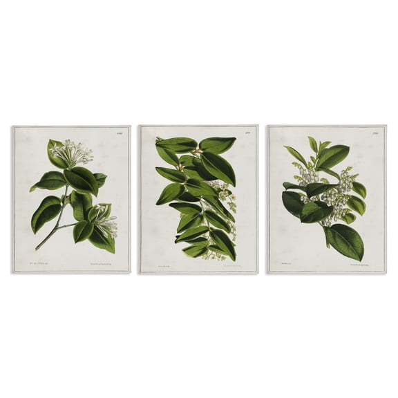 Stupell Industries Vintage Forest Flower Studies Plants & Flowers Painting Wrapped Canvas Art Print Wall Art, 24 x 30, Set of 3