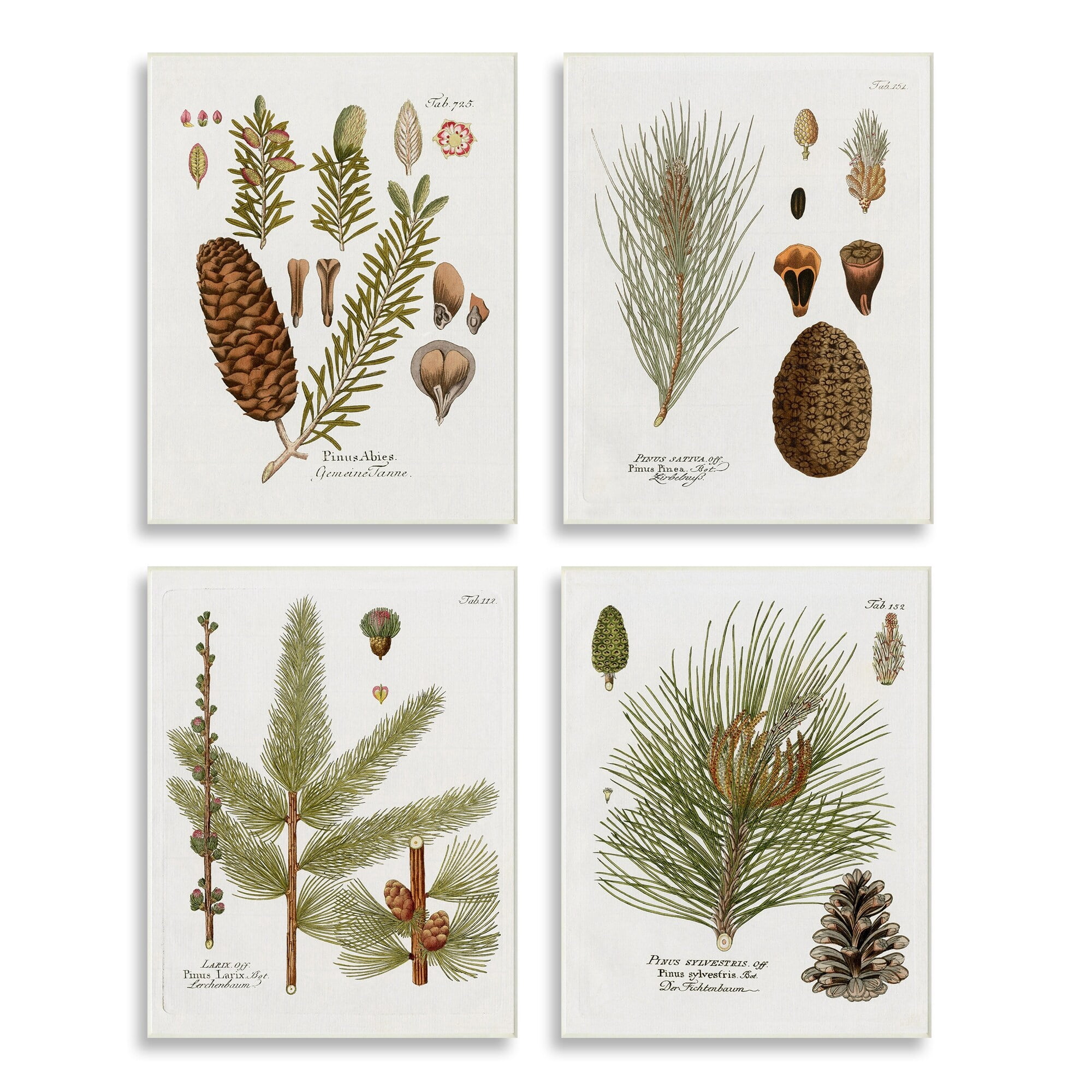 Stupell Industries Vintage Forest Pine Illustrated Study Green Brown Plants, 13 x 19, Design by Kelly Donovan