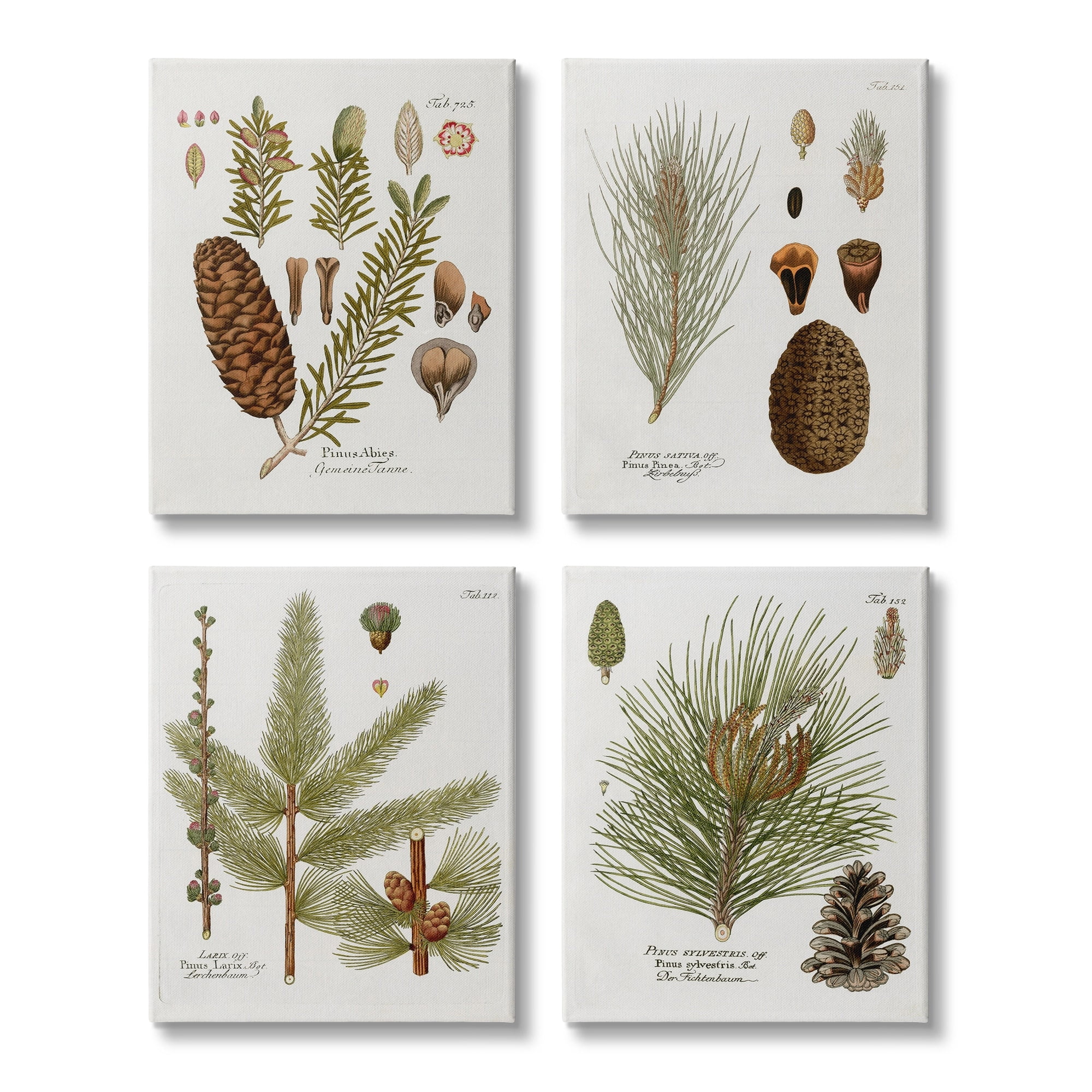 Stupell Industries Vintage Forest Pine Illustrated Study Green Brown Plants, 16 x 20, Design by Kelly Donovan