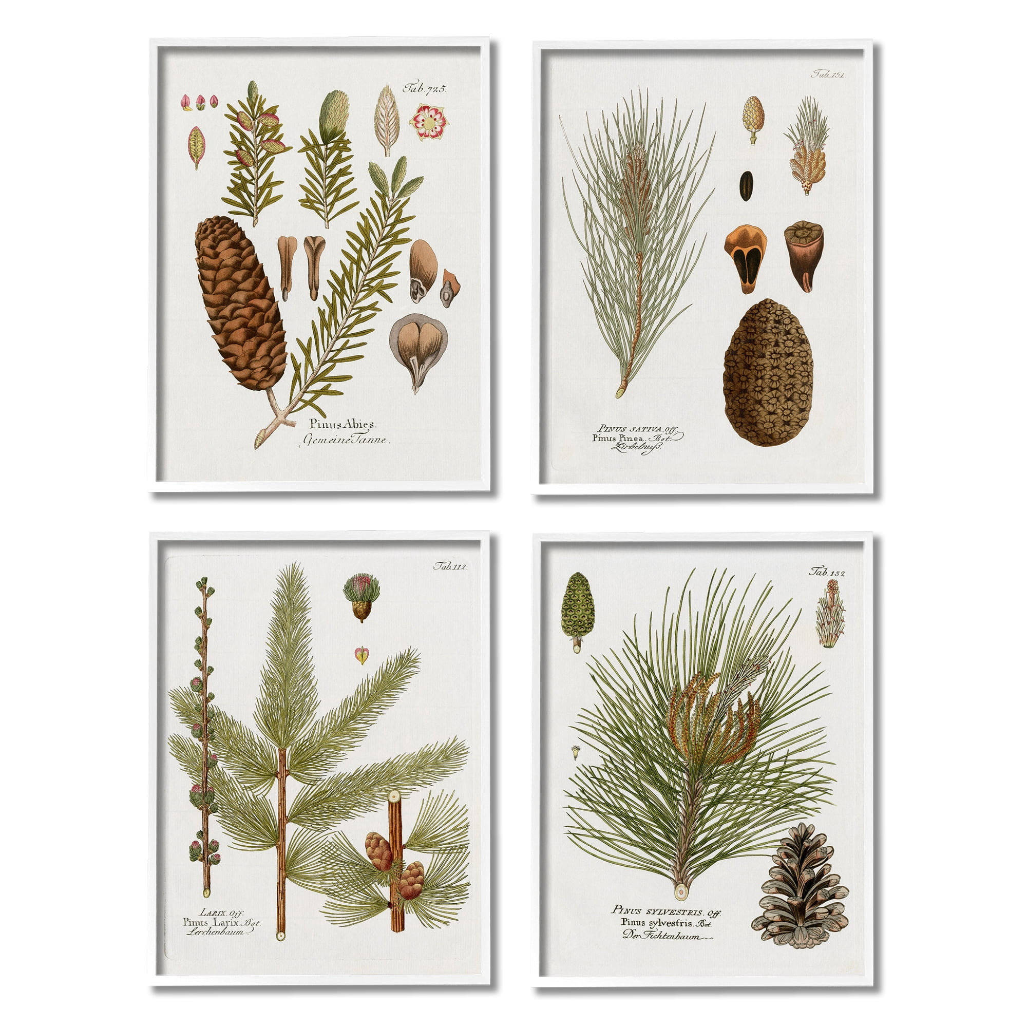 Stupell Industries Vintage Forest Pine Illustrated Study Green Brown Plants, 16 x 20, Design by Kelly Donovan