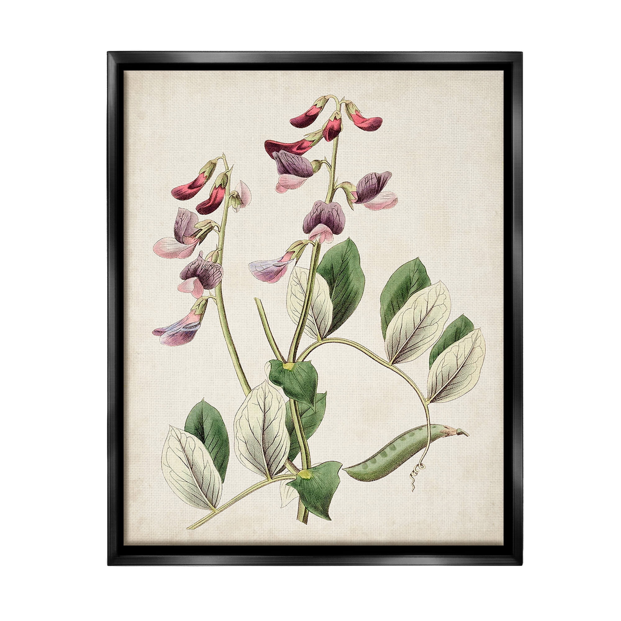 Stupell Industries Vintage Foxglove Study Botanical & Floral Painting Black Floater Framed Canvas Art Print Wall Art, 25 x 31