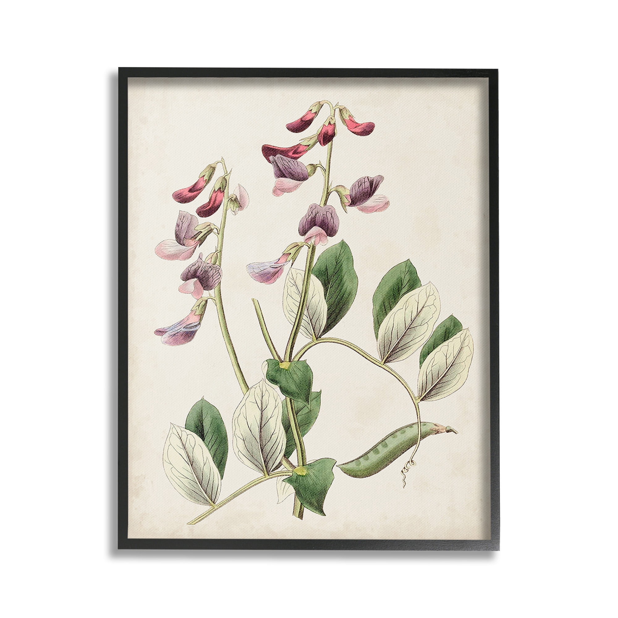 Stupell Industries Vintage Foxglove Study Botanical & Floral Painting Black Framed Art Print Wall Art, 16 x 20