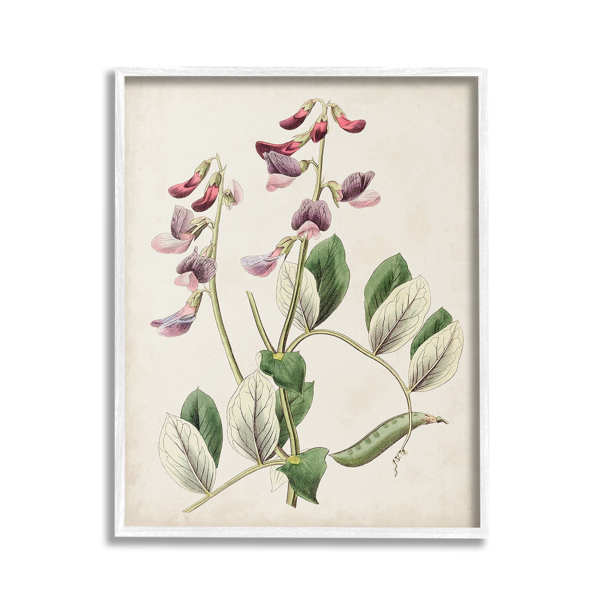 Stupell Industries Vintage Foxglove Study Botanical & Floral Painting White Framed Art Print Wall Art, 24 x 30