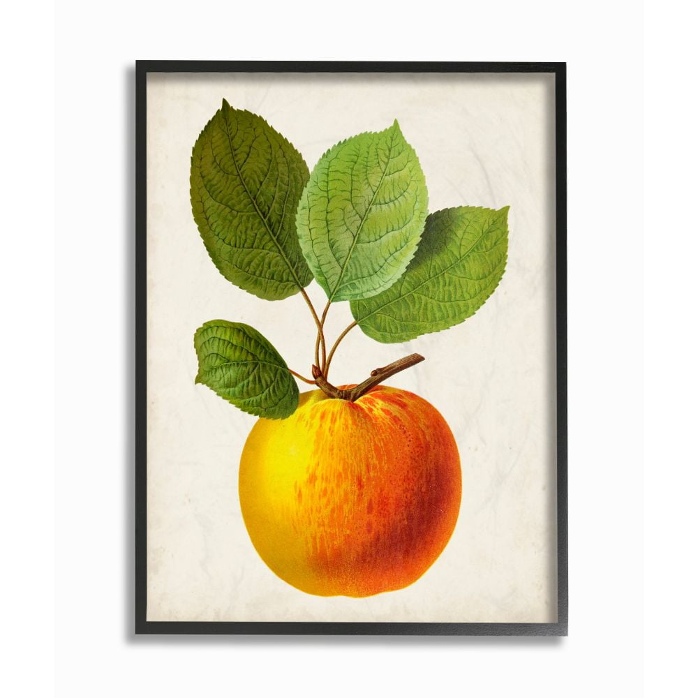 Stupell Industries Vintage Fruit Apple Painting Framed Giclee Texturized Art by Vision Studio