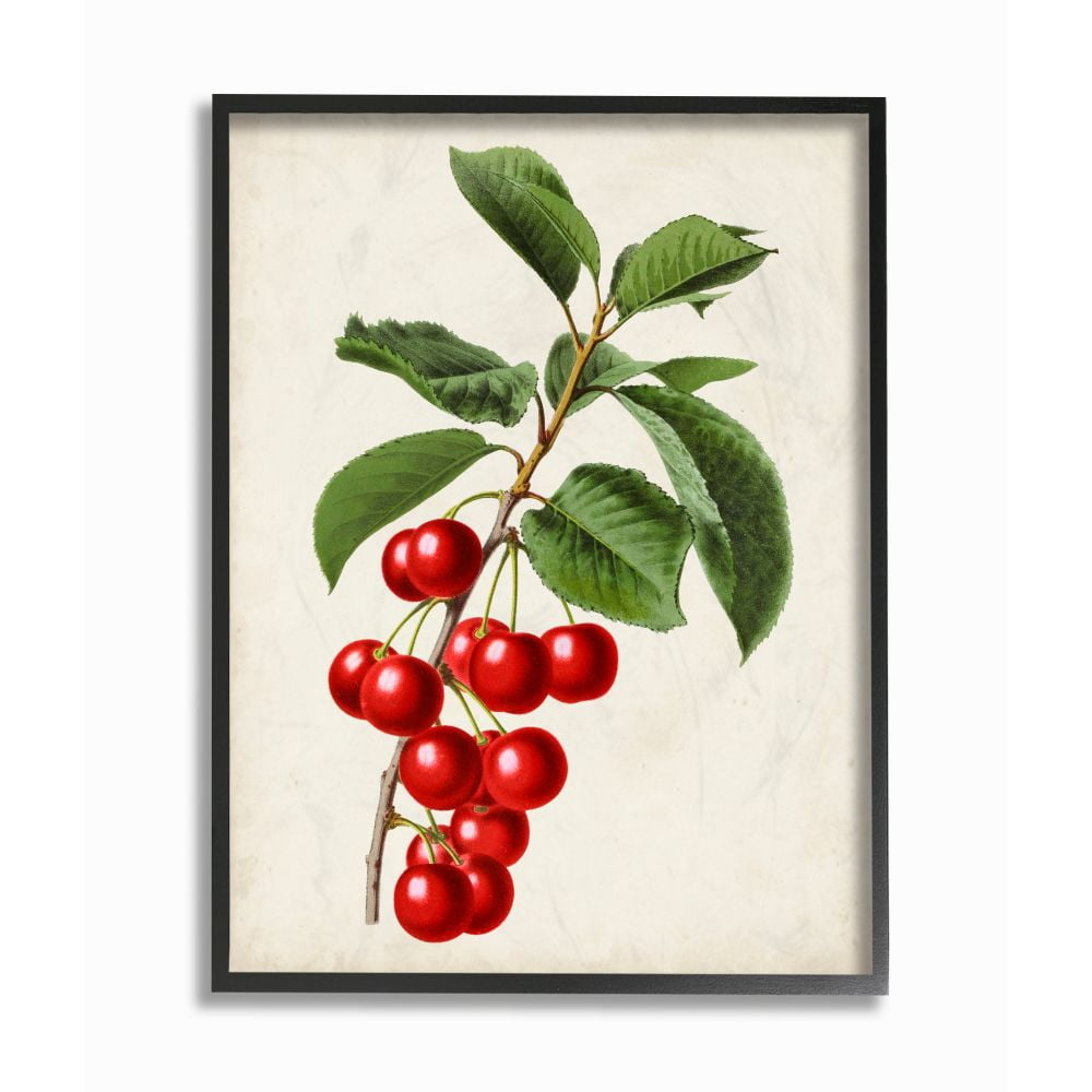 Vintage Cherry Botanical Print on Canvas with Black Frame