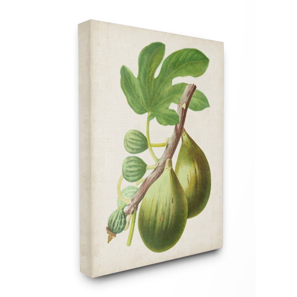 Stupell Industries Vintage Fruit Fig Painting Canvas Wall Art by Vision Studio