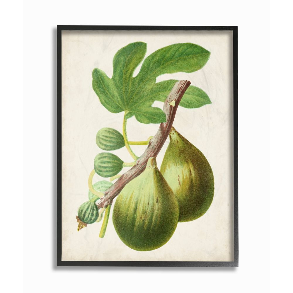 Stupell Industries Vintage Fruit Fig Painting Framed Giclee Texturized Art by Vision Studio
