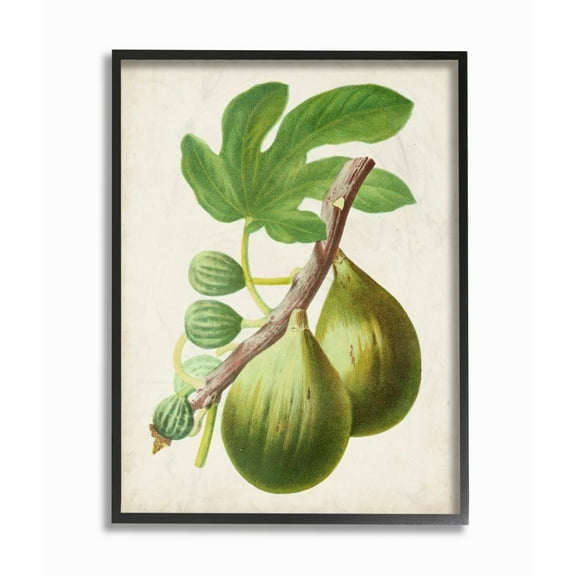 Stupell Industries Vintage Fruit Fig Painting Framed Giclee Texturized Art by Vision Studio