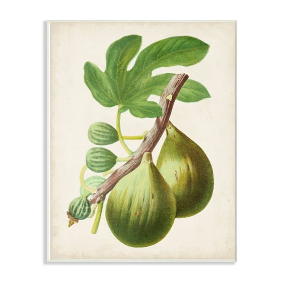 Stupell Industries Vintage Fruit Fig Painting Wall Plaque Art by Vision Studio