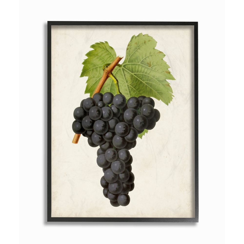 Stupell Industries Vintage Fruit Grape Painting Framed Giclee Texturized Art by Vision Studio