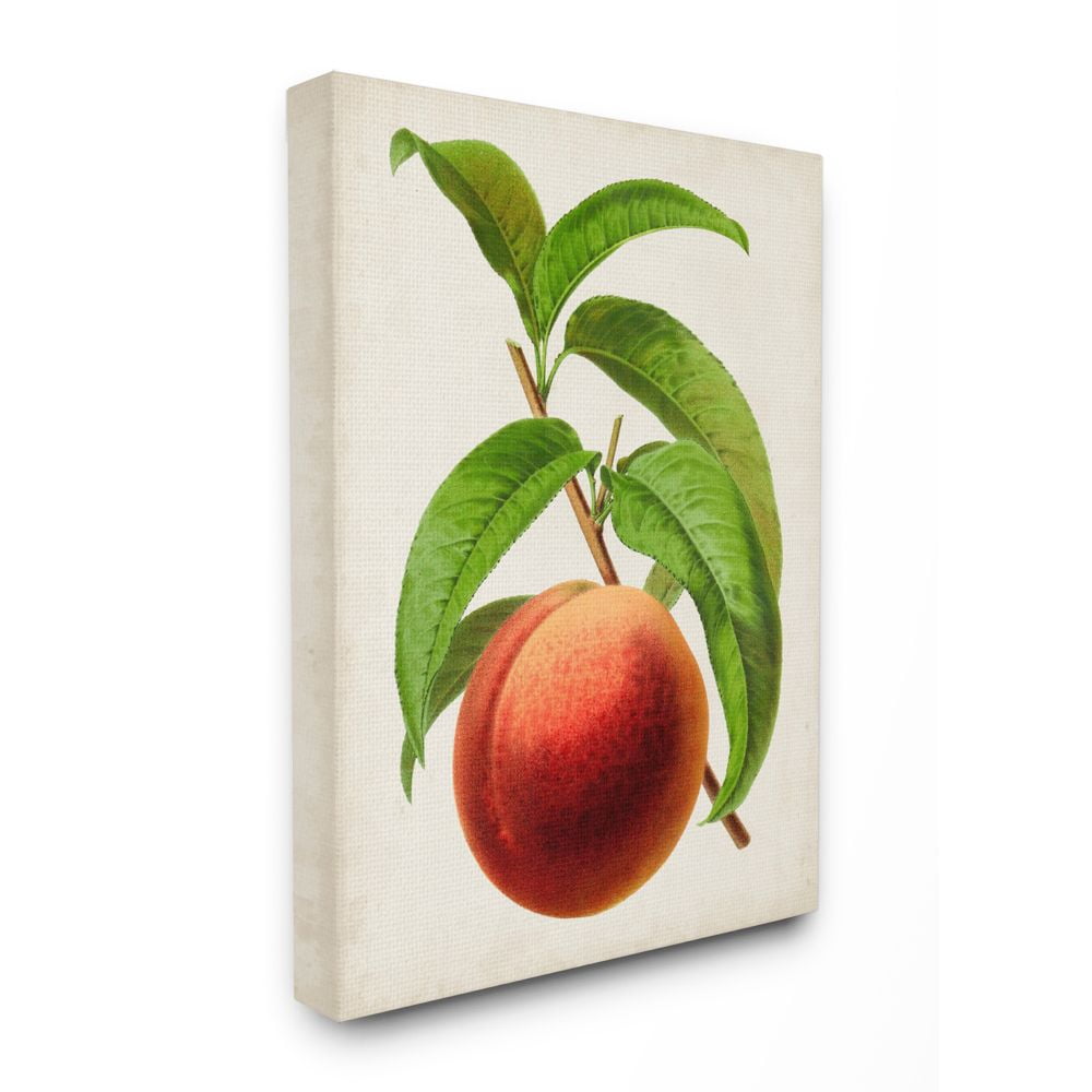 Stupell Industries Vintage Fruit Peach Painting Canvas Wall Art by Vision Studio