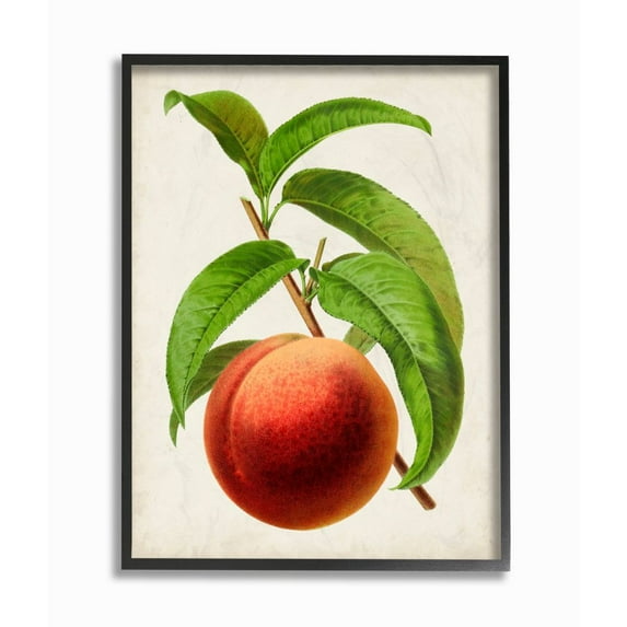 Stupell Industries Vintage Fruit Peach Painting Framed Giclee Texturized Art by Vision Studio