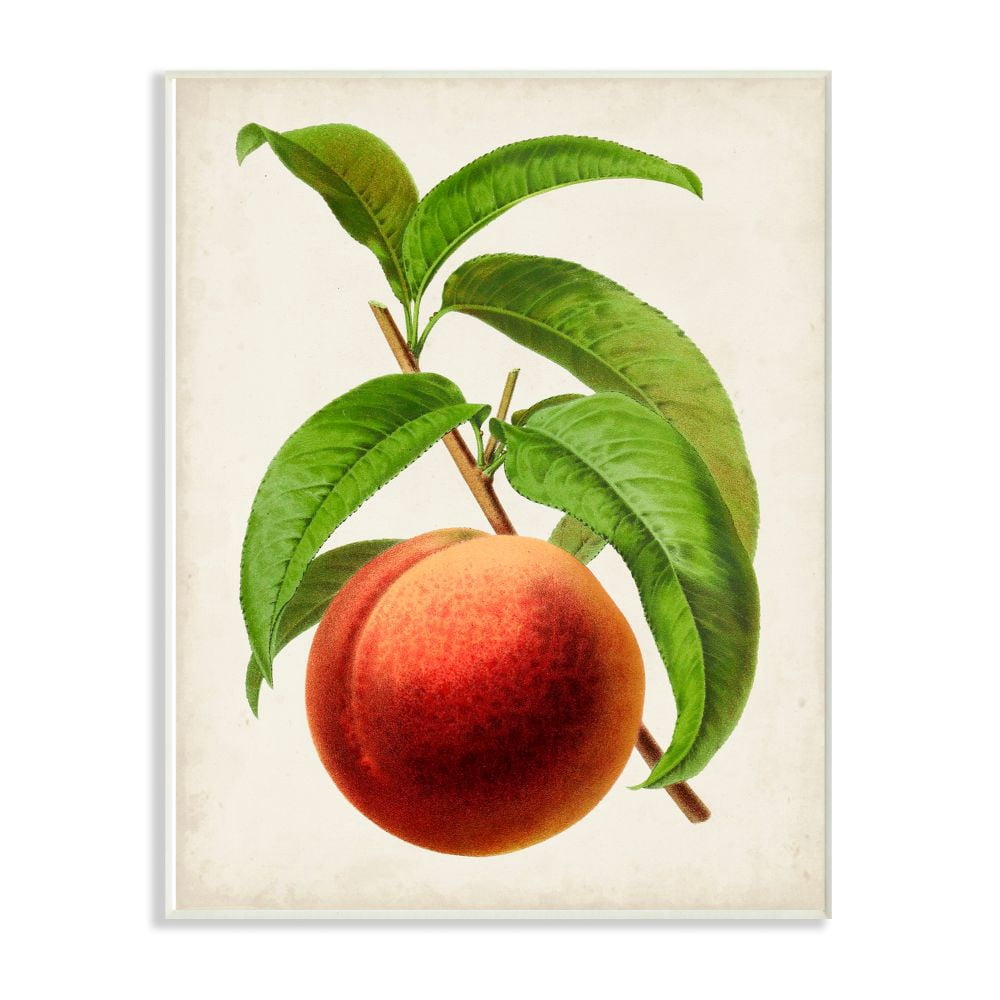 Stupell Industries Vintage Fruit Peach Painting Wall Plaque Art by Vision Studio