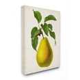 thumbnail image 1 of Stupell Industries Vintage Fruit Pear Painting Super Canvas Wall Art by Vision Studio, 1 of 3