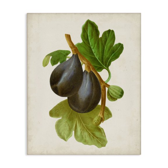 Stupell Industries French Country Vintage Fruit Plum Canvas Art, 36 x 48, by Vision Studio