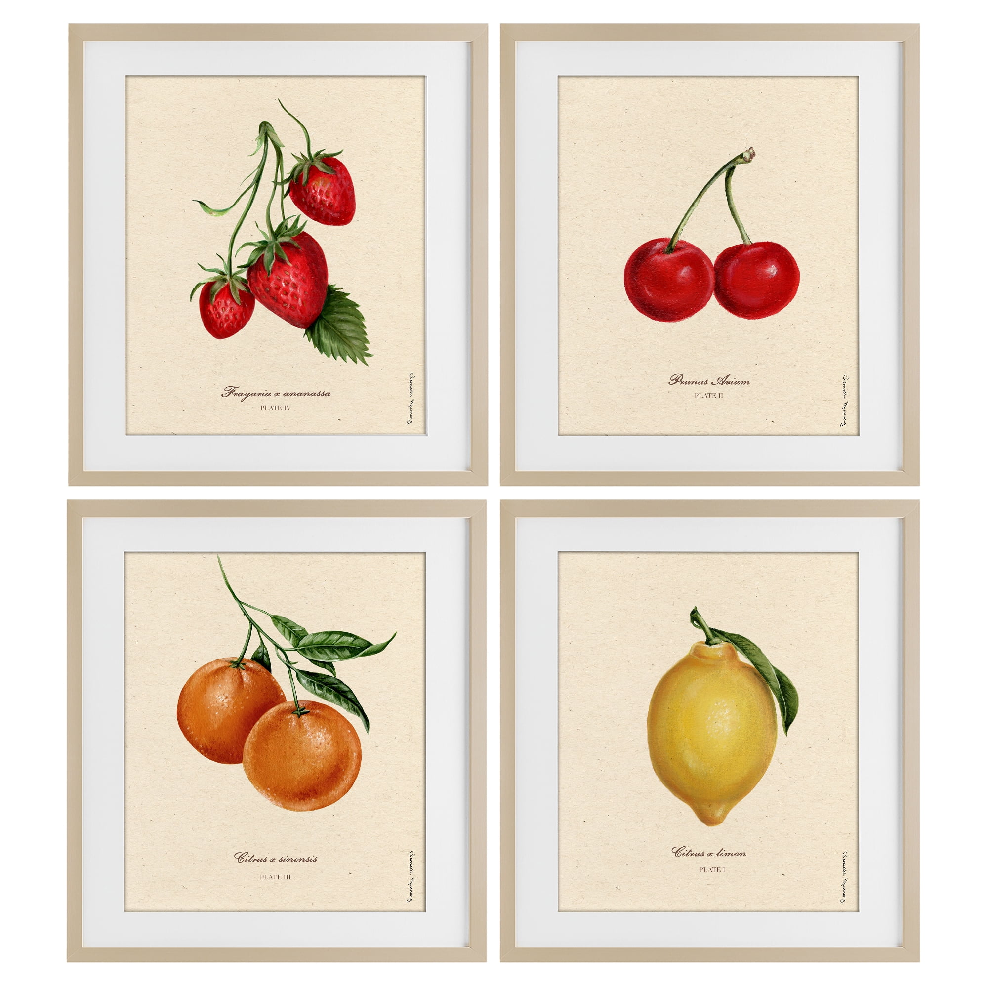 Stupell Industries Vintage Fruit Portraits 4 Piece Birch Framed Print Under Glass Set, design by Danielle Murray