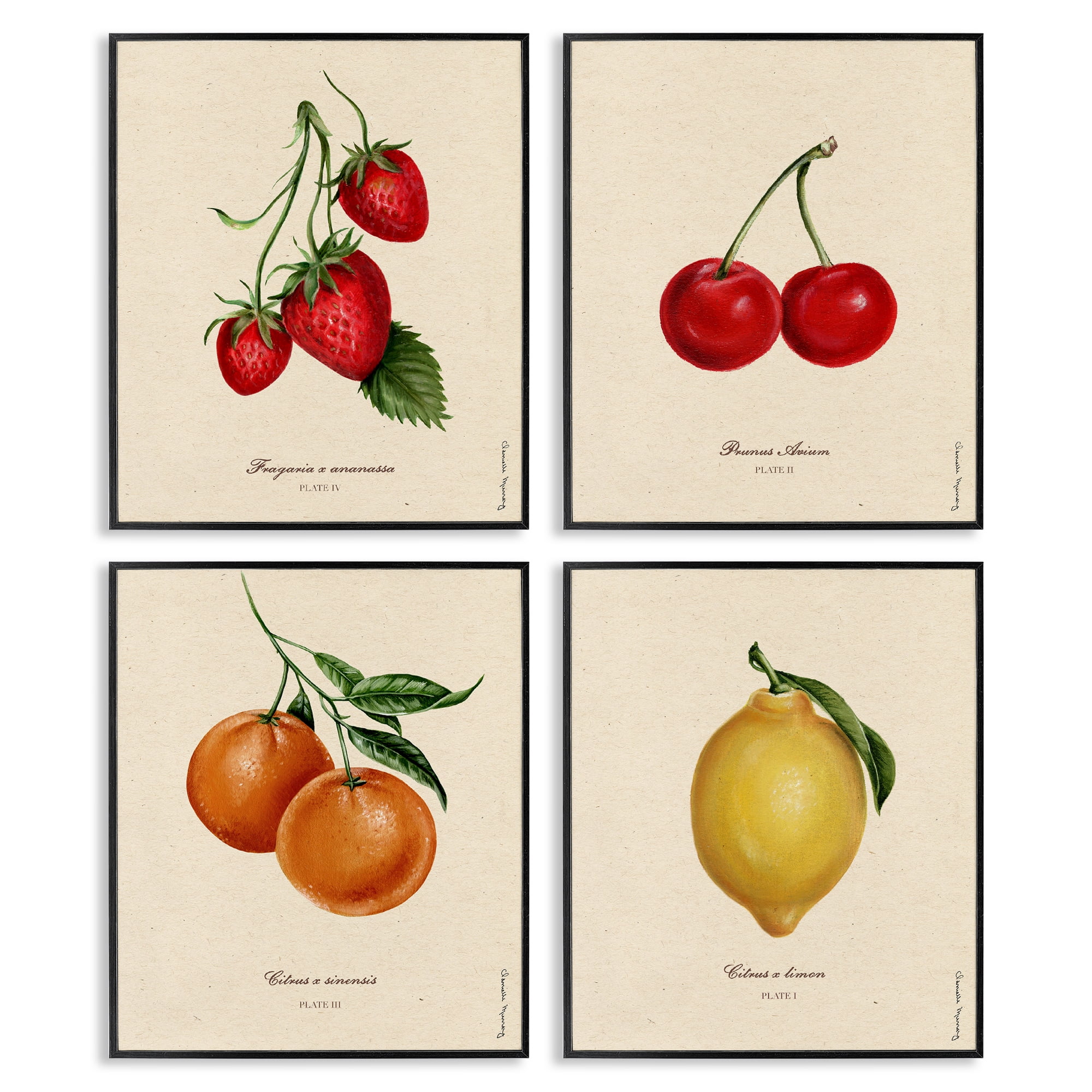 Stupell Industries Vintage Fruit Portraits 4 Piece Black Framed Giclee Art Set, design by Danielle Murray