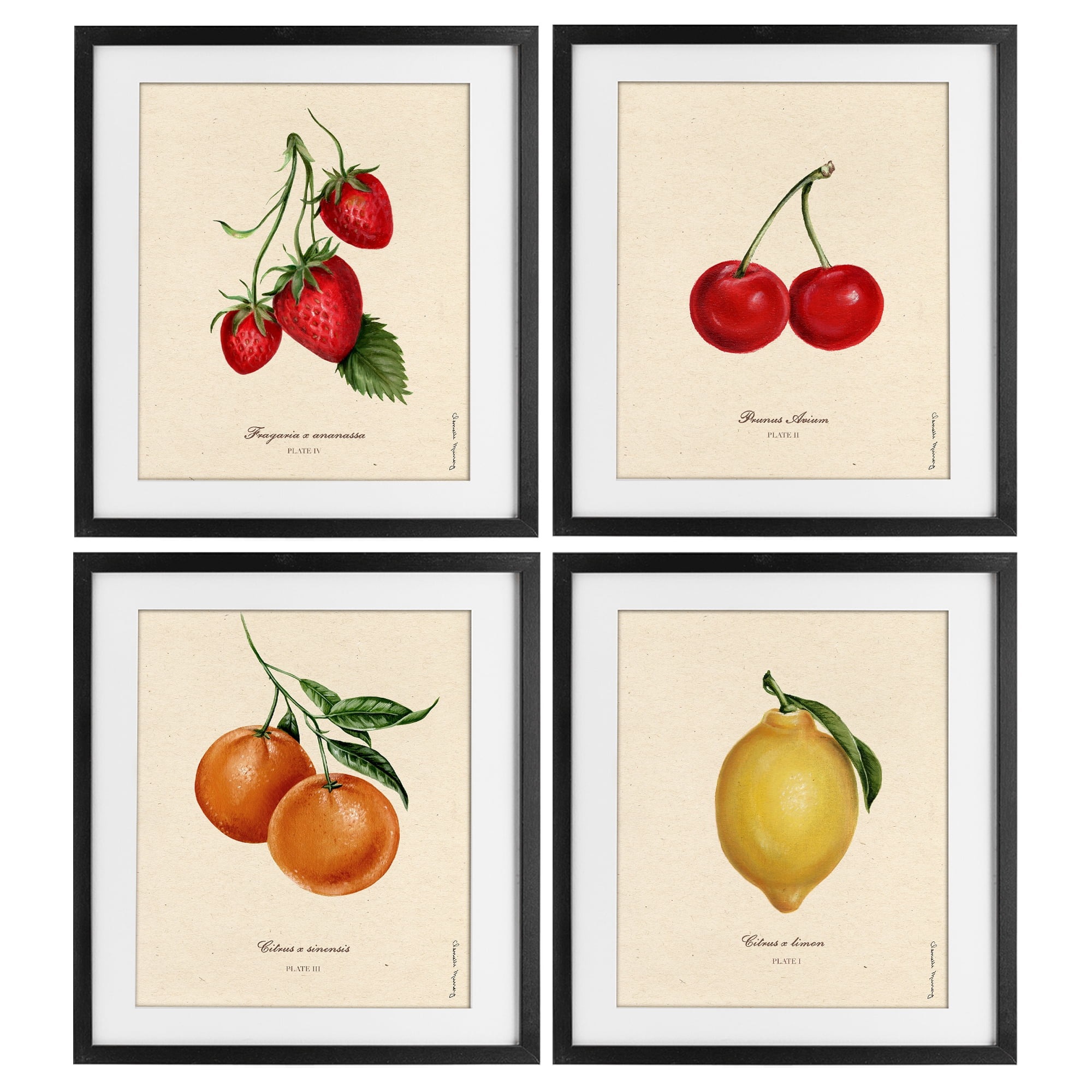 Stupell Industries Vintage Fruit Portraits 4 Piece Black Framed Print Under Glass Set, design by Danielle Murray