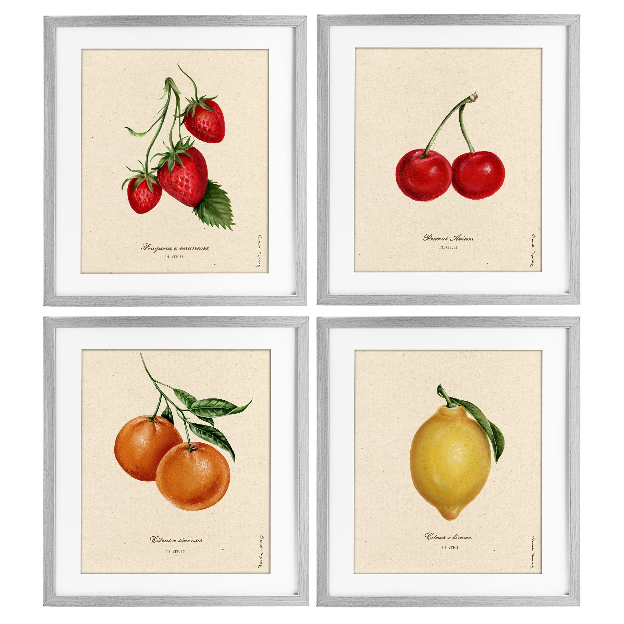Stupell Industries Vintage Fruit Portraits 4 Piece Gray Framed Print Under Glass Set, design by Danielle Murray