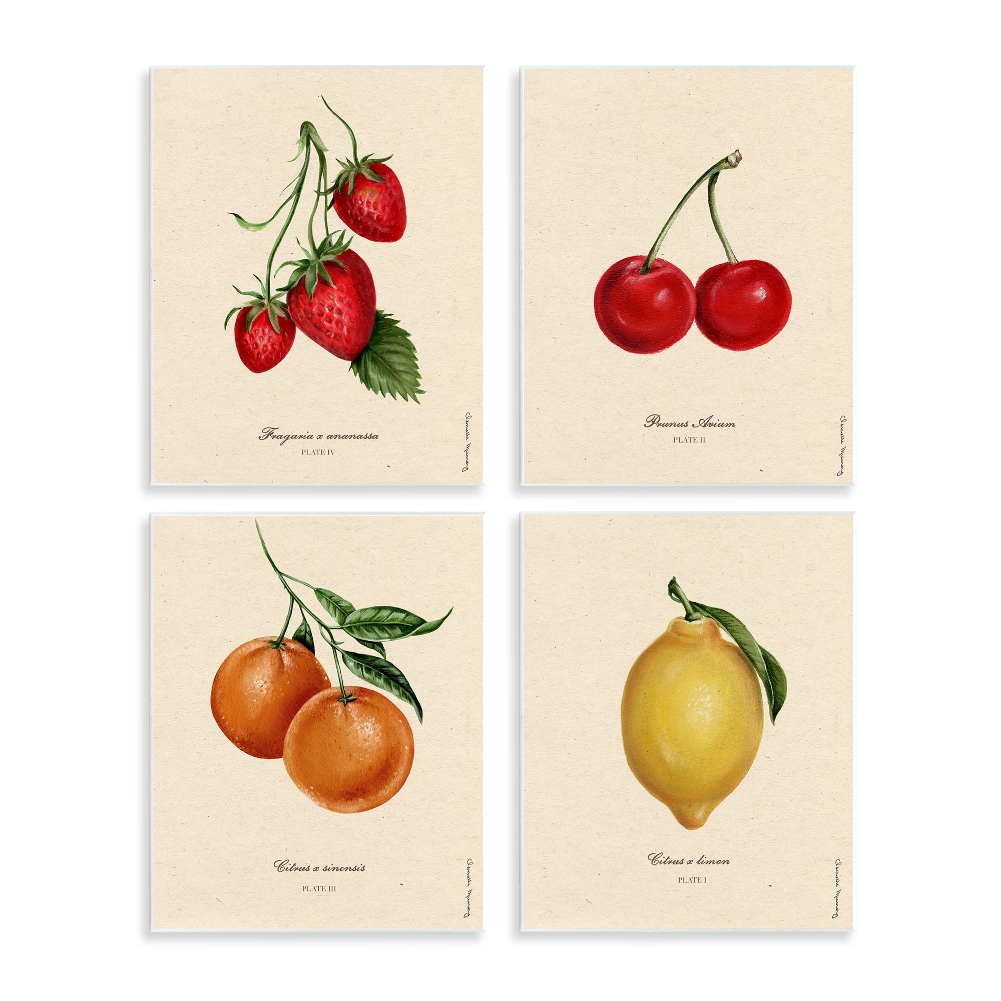 Stupell Industries Vintage Fruit Portraits 4 Piece Wall Plaque Art Set, design by Danielle Murray