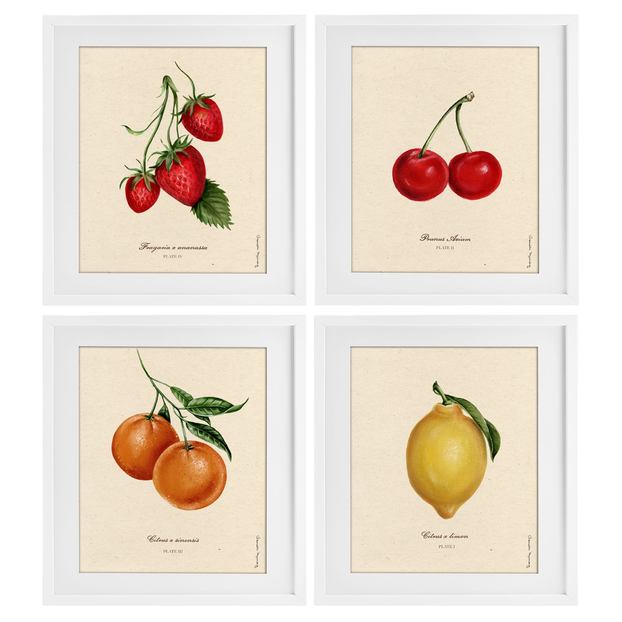 Stupell Industries Vintage Fruit Portraits 4 Piece White Framed Print Under Glass Set, design by Danielle Murray