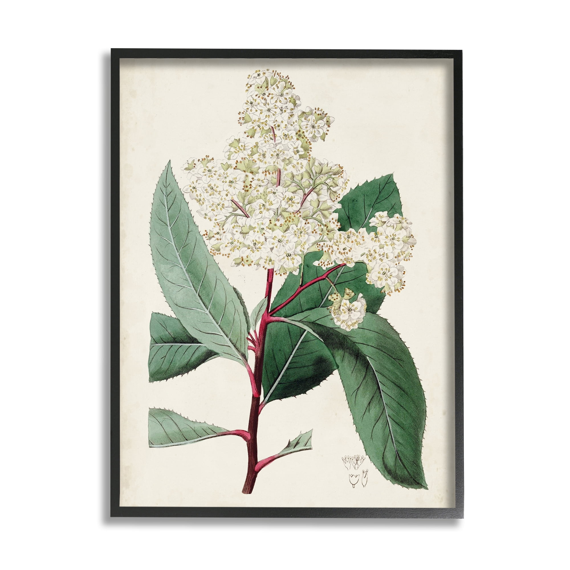 Stupell Industries Vintage Garden Study Red Stem Floral Plant Botanical & Floral Drawing Black Framed Art Print Wall Art, 11 x 14