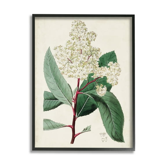 Stupell Industries Vintage Garden Study Red Stem Floral Plant Botanical & Floral Drawing Black Framed Art Print Wall Art, 16 x 20